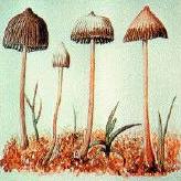 shrooms!